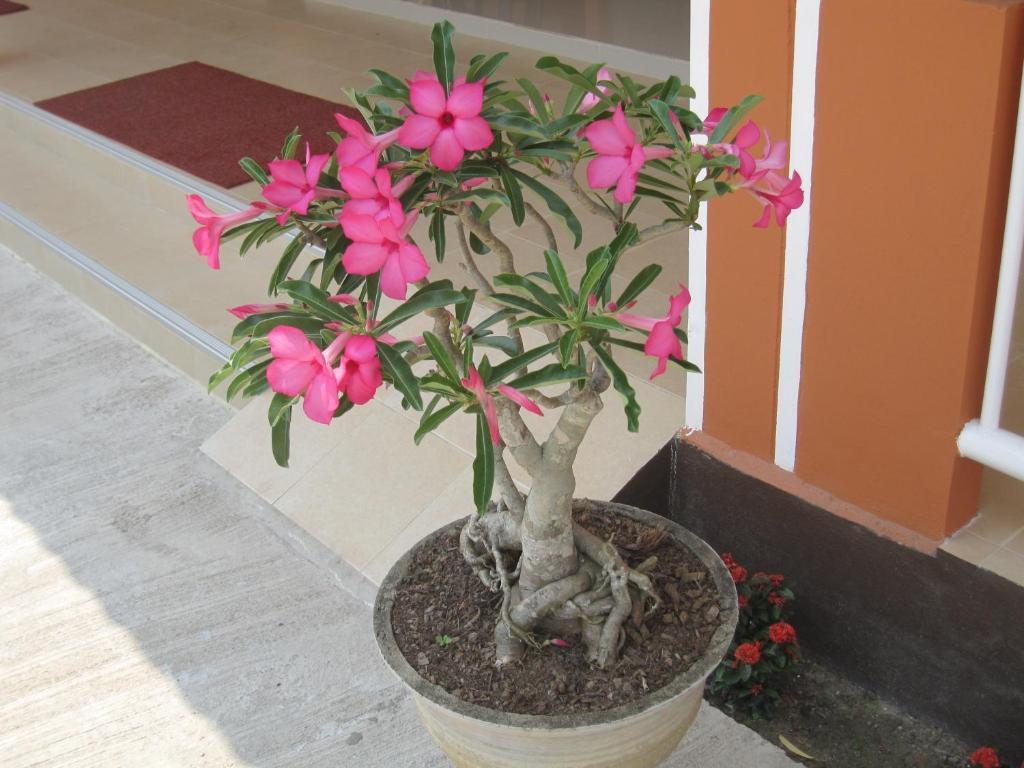 Cordelia Chiangrai Hotel Chiang Rai Luaran gambar